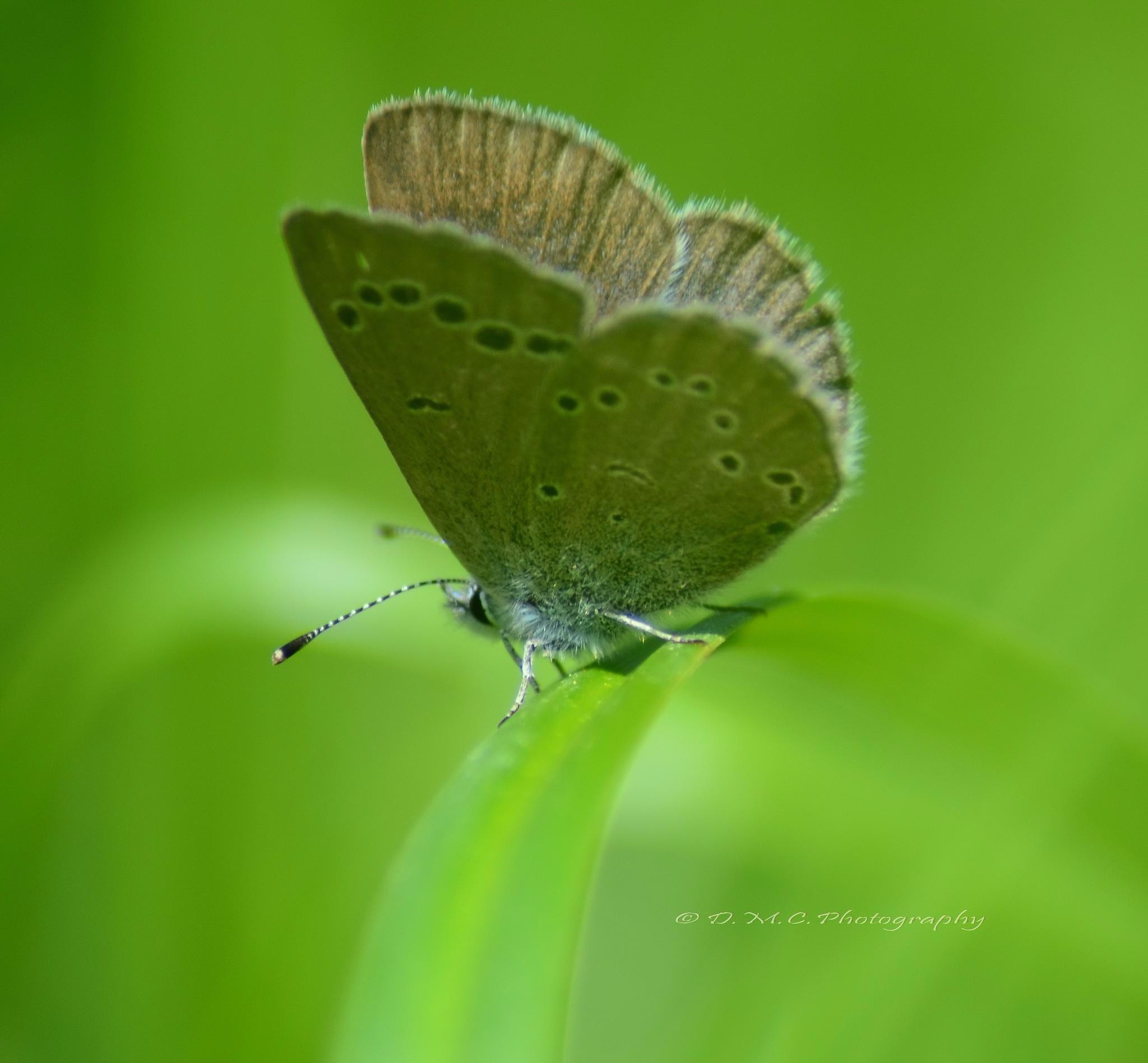Metamorphosis